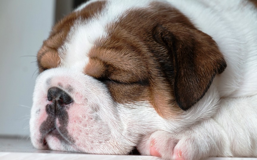 PERROS CON ENFERMEDADES CONGÉNITAS