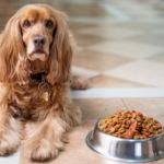 trastorno alimenticio en perros