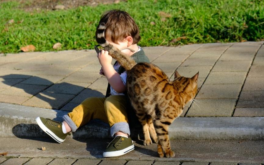 qué gato elegir con niños pequeños en casa