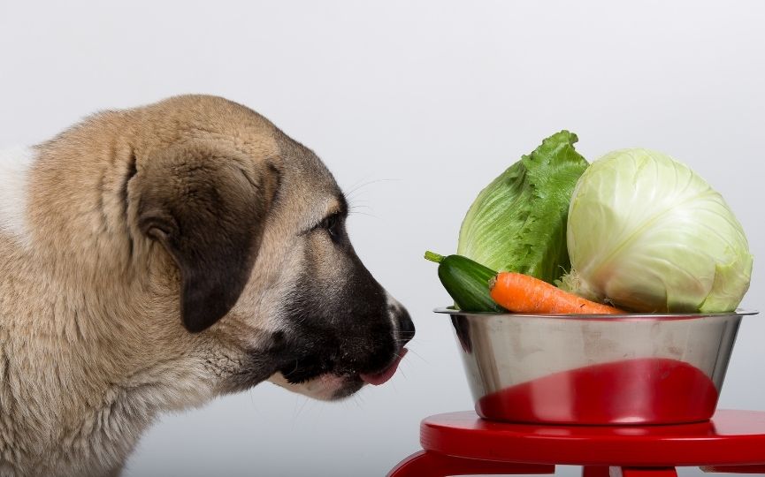 alimentación adecuada para alargar la vida de una mascota