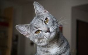 cerebro de los gatos