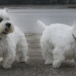 clonación perros Streisand