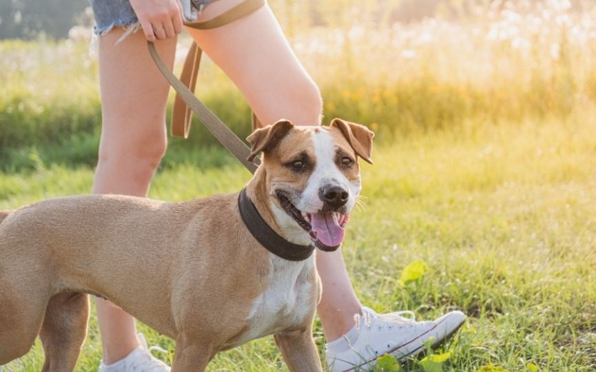 ejercicio físico para que una mascota viva más