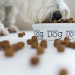fibra para perros