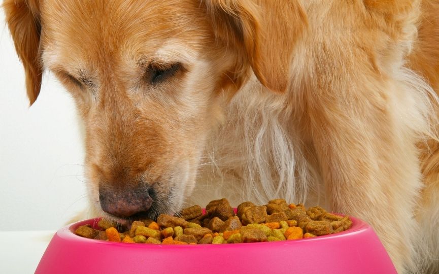 fibras para perros