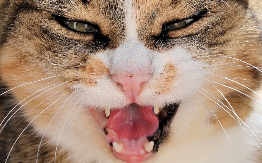 hipertiroidismo en un gato