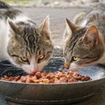 hipertiroidismo en gatos