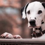 lunares en perros