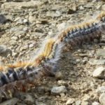oruga procesionaria tóxica perro