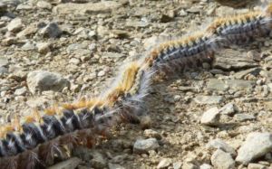 oruga procesionaria tóxica perro