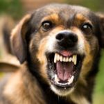perro agresivo