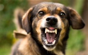 perro agresivo