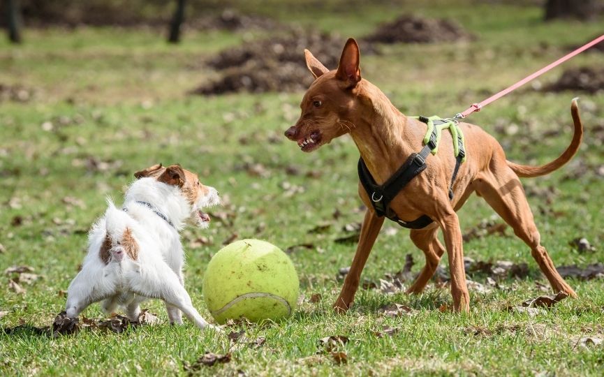 cómo controlar a un perro agresivo