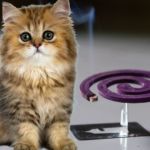 repelente para gatos