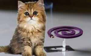 repelente para gatos