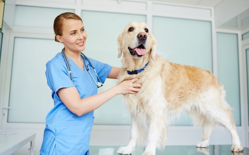 revisiones para alargar la vida de un perro