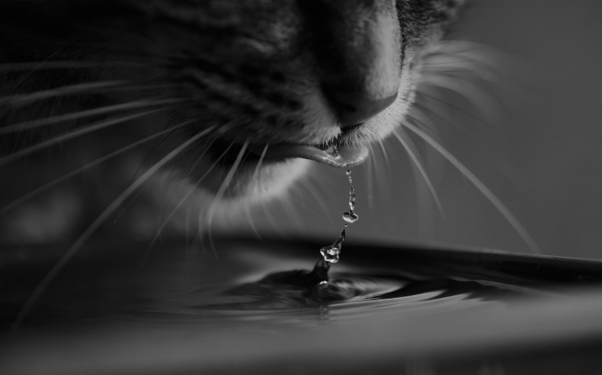 agua para gatos