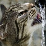 agua para gatos