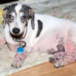 alergia alimentaria en perro