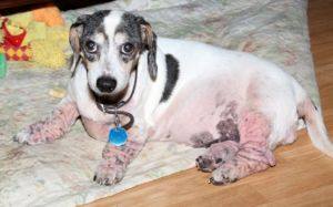 alergia alimentaria en perro