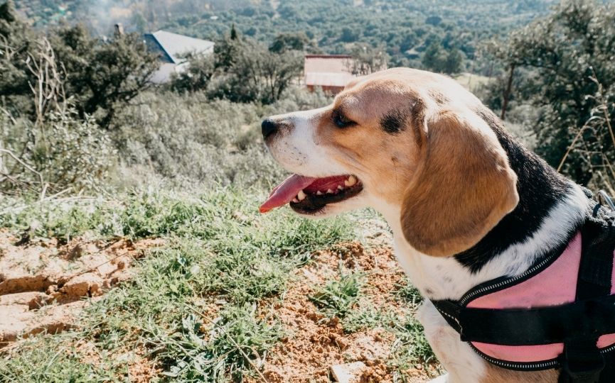 arnés para perro en el campo