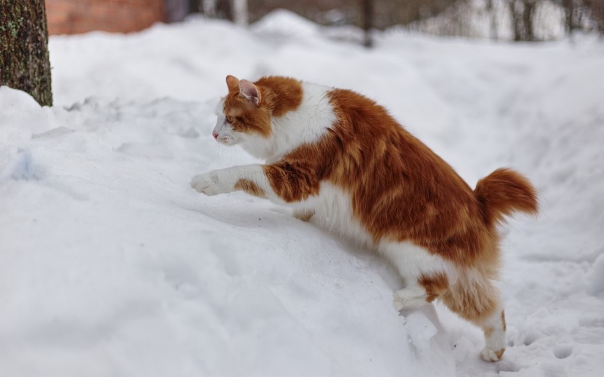 gato bobtail japonés