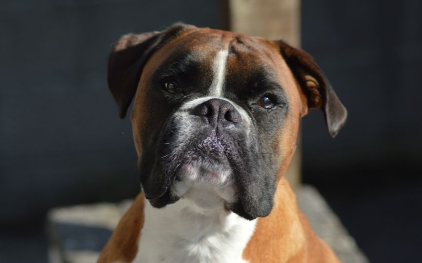 perro bóxer