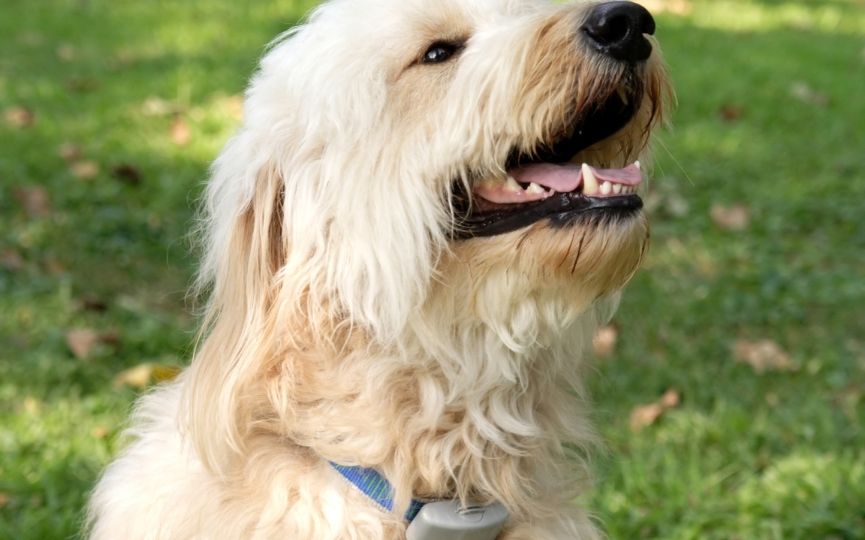 collar antiparasitario