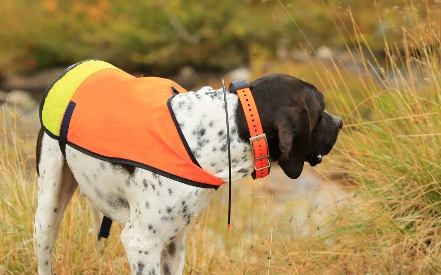 collar gps para perros