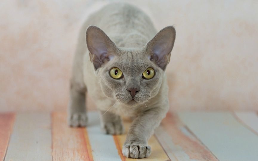 devon rex gato exótico