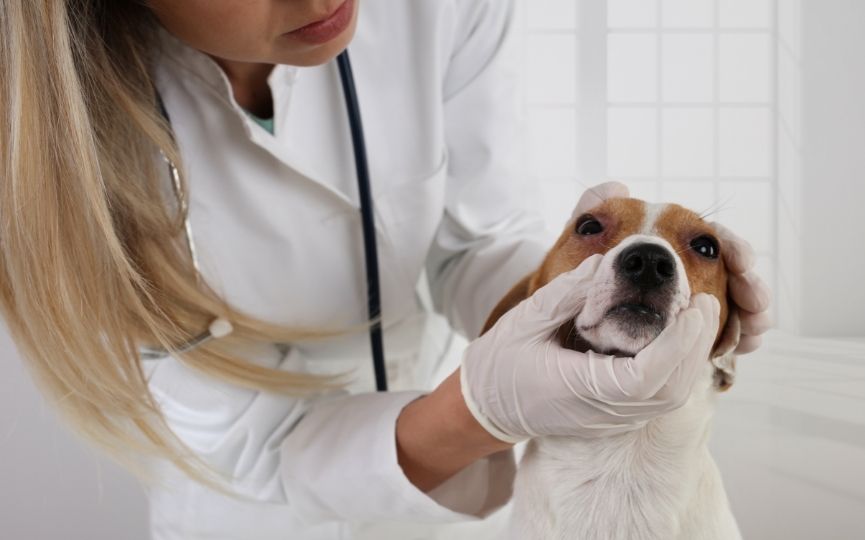 diagnóstico de alergia alimentaria