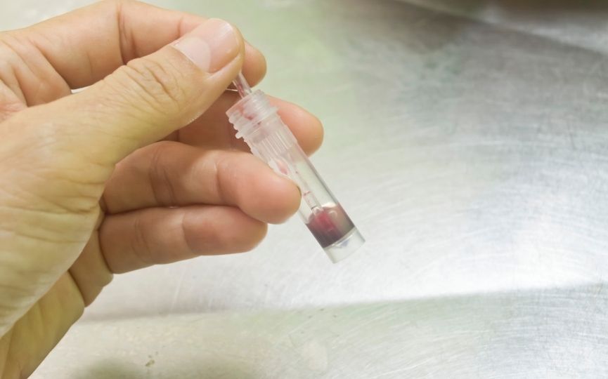 efectos de una transfusión de sangre en mascotas