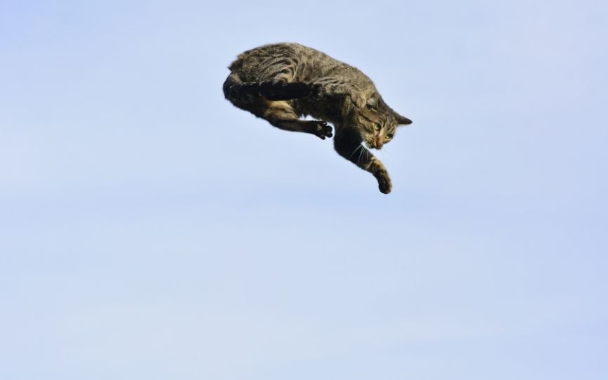 gato caída altura
