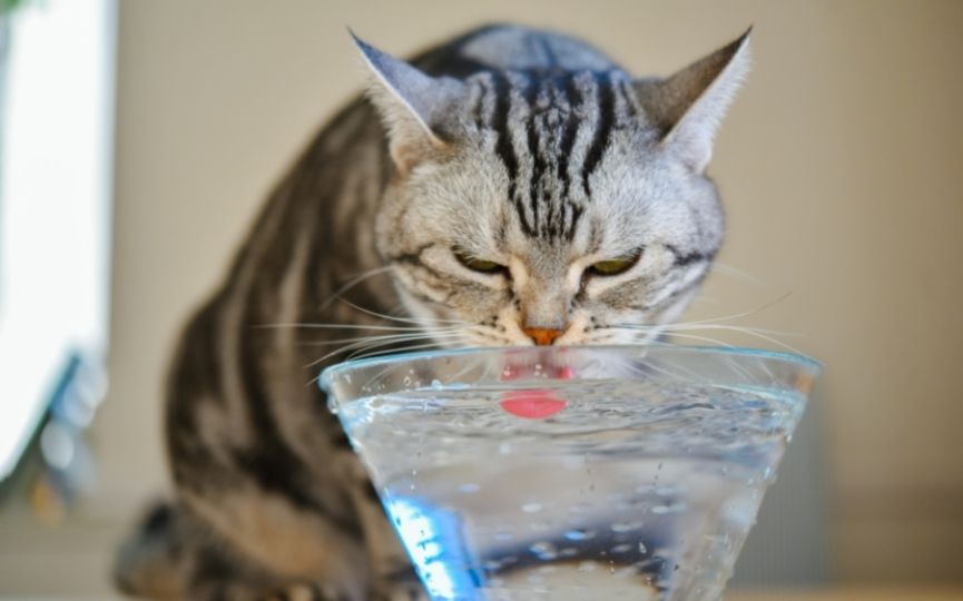 gato bebe agua