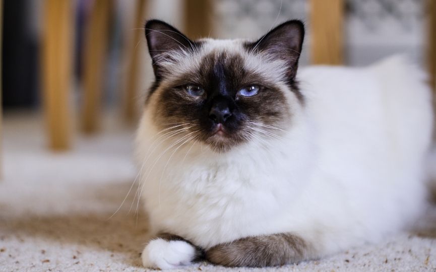 gato birmano raza exótica