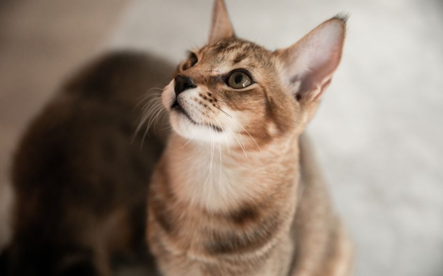 gato chausie