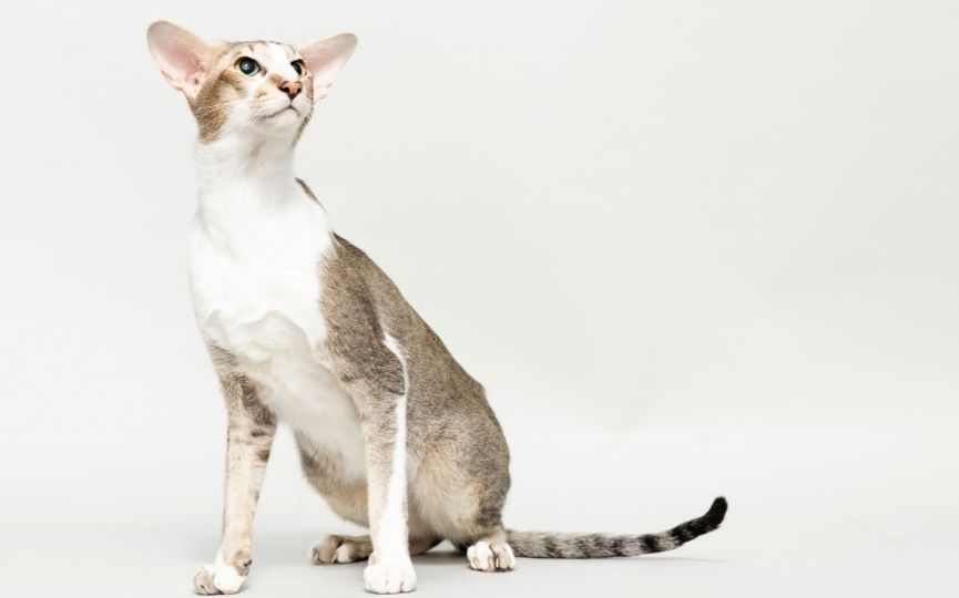 gato oriental de pelo corto