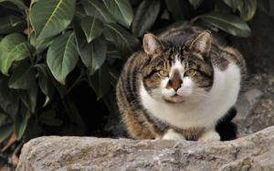 gato con rabia