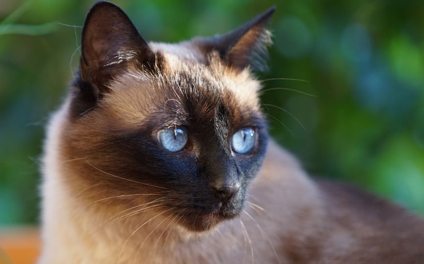 gato thai o siamés moderno