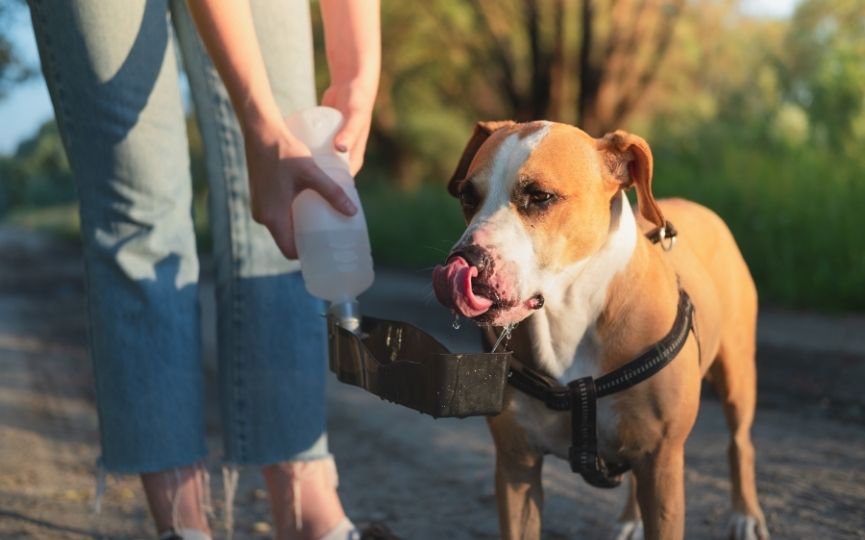 hidratar a un perro en el campo