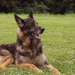 lupus canino