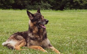 lupus canino
