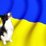 protocolo para perros de Ucrania en España
