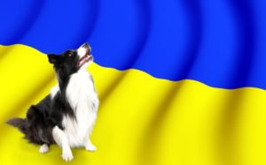 protocolo para perros de Ucrania en España