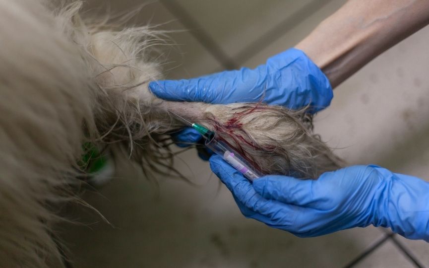 riesgos transfusión de sangre en perro