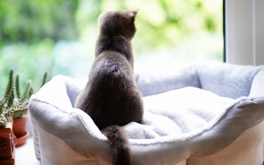 Síndrome del gato volador