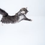 gato volador