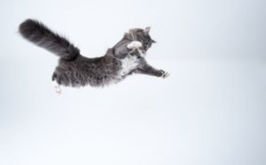 gato volador