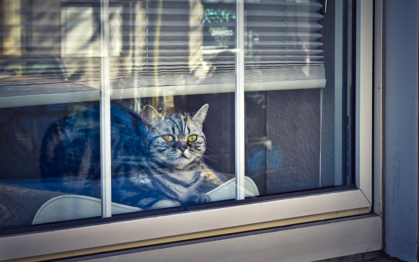 Evitar el síndrome paracaidista en gatos