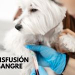 transfusión de sangre en perros y gatos